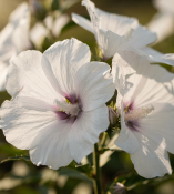 Australský ibišek - Alyogyne huegelii Delightfully (2/2)