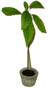 Avokádo - Avocado - Presea Americana 80 cm - nezasíláme - pouze na prodejně (3/3)