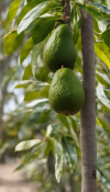 Avokádo - Avocado - Presea Americana 80 cm - nezasíláme - pouze na prodejně (2/3)