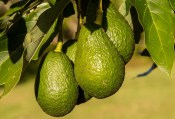 Avokádo - Avocado - Presea Americana 80 cm - nezasíláme - pouze na prodejně (1/3)