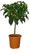 Banánovník Musa Florida Variegata