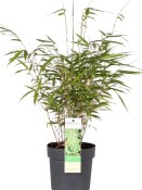 Bambus Fargesia Robusta