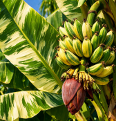 Banánovník Musa Florida Variegata (2/2)