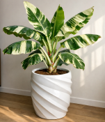 Banánovník Musa Florida Variegata