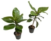 Barringtonia asiatica - Mangrovník