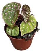 Begónie mix - Begonia