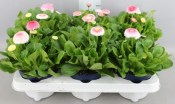 Bellis perennis mix barev - sedmikráska chudobka