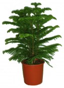 Blahočet ztepilý - Araucaria heterophylla  (1/2)