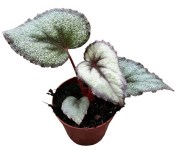 Begónie mix - Begonia (3/3)