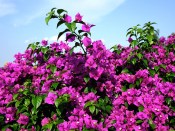 Bougainvillea glabra - 70 cm - nezasíláme - pouze na prodejně (2/2)