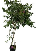 Bougainvillea glabra - obří strom - nezasíláme - pouze na prodejně (1/2)
