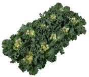 Brassica oleracea - Okrasné zelí