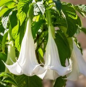 Datura bílá (2/2)