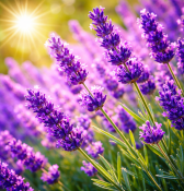 Bylinka Levandule - nádherná bylinka (2/2)