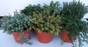 Bylinka  Šalvěj officinalis