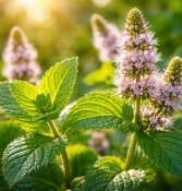 Bylinka Máta Mentha (2/2)