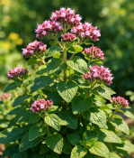 Bylinka Oregano obecné střední (2/2)