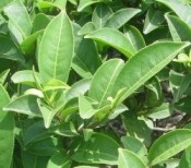 Čajovník - camellia sinensis v čajové dóze (1/2)