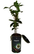 Čajovník - camellia sinensis v čajové dóze velká stará rostlina - nezasíláme - pouze na prodejně (1/2)