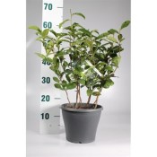 Čajovník - camellia sinensis velký květináč mnoho rostlin (2/2)