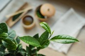 Čajovník - camellia sinensis výška 65 cm - silný rozvětvený keř (3/3)