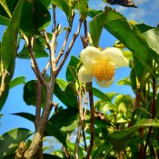 Čajovník - camellia sinensis výška 100 cm - silný rozvětvený stromek - nezasíláme - pouze na prodejně