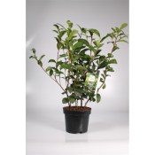 Čajovník - camellia sinensis výška 60 cm  (2/2)
