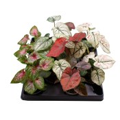 Cryptanthus Mix - Zemní hvězda