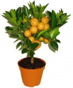 Calamondin - mandarinkový stromek sleva 30%