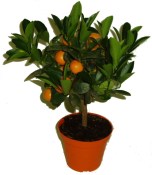 Calamondin - mandarinkový stromek sleva 30% (2/2)