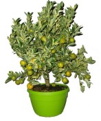 Citrus Calamondin v bonsajové misce