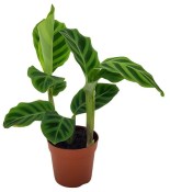 Calathea zebrina - Kalatea pruhovaná 