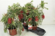 Callistemon laevis (2/2)