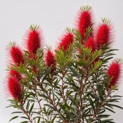 Callistemon laevis (1/2)