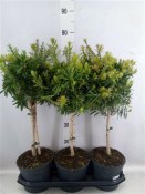 Callistemon speciosus (1/2)