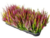 Calluna vulgaris Beauty Ladies Trio - Vřes obecný