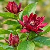 Calycanthus floridus – Sazaník květnatý – Jahodový keř