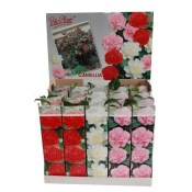 Camellia japonica - královna kamélie 