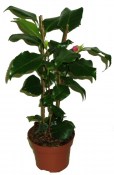 Camellia japonica - královna květin kamélie s pupeny růžovo R.L. Wheeler (2/3)