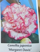 Camellia - královna květin kamélie Margaret Davis bílá s červenými okraji (3/3)