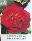 Camellia japonica - královna květin kamélie červená Mr. Charles Cobb červená (3/3)