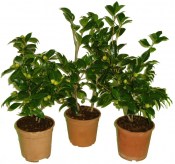 Camellia japonica - Bonomiana královna květin kamélie s pupeny růžová (1/3)