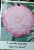 Camellia japonica - královna květin kamélie s pupeny růžovo R.L. Wheeler (3/3)