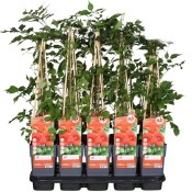 Campsis radicans  - Trubač kořenující 