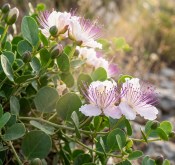Capparis spinosa – Kapara trnitá