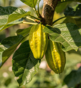 Carica × pentagona - Babako - horská papája (1/3)