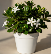 Carissa grandiflora - Natalská švestka (1/3)