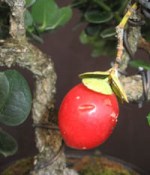 Carissa - natalská švestka - svěží rostlina