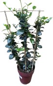 Carissa macrocarpa - natalská švestka  (3/3)