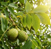 Carya laciniosa – Ořechovec dřípatý